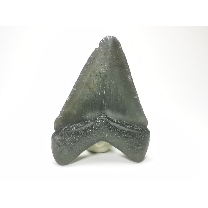 Dent de requin: Carcharodon megalodon, Miocène (USA)