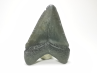 shark tooth: Carcharodon megalodon - Miocene (USA)