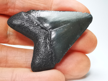 Dent de requin: Carcharodon megalodon, Miocène (USA)