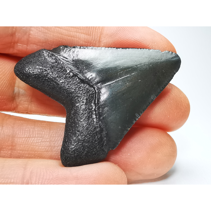 Dent de requin: Carcharodon megalodon, Miocène (USA)