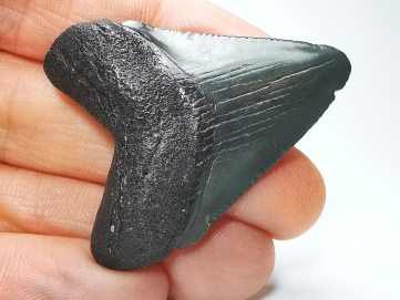 Dent de requin: Carcharodon megalodon, Miocène (USA)