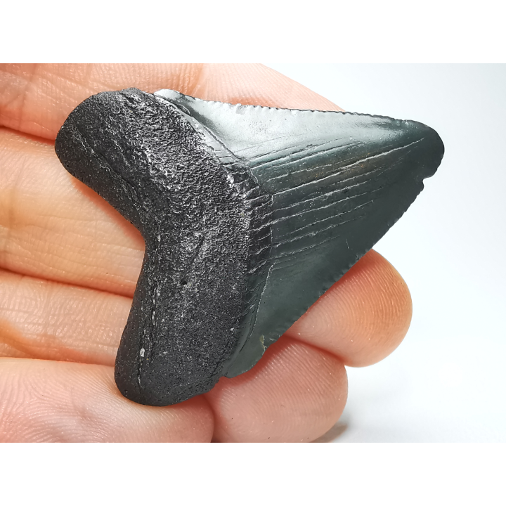 Dent de requin: Carcharodon megalodon, Miocène (USA)