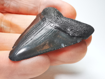 Dent de requin: Carcharodon megalodon, Miocène (USA)