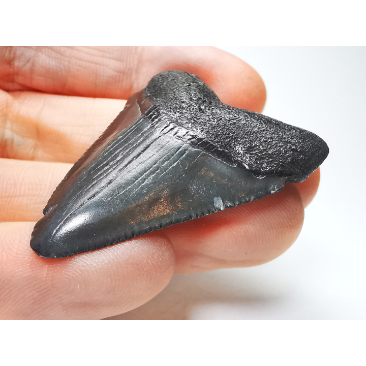 shark tooth: Carcharodon megalodon - Miocene (USA)