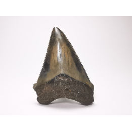 Dent de requin: Carcharodon megalodon, Miocène (USA)