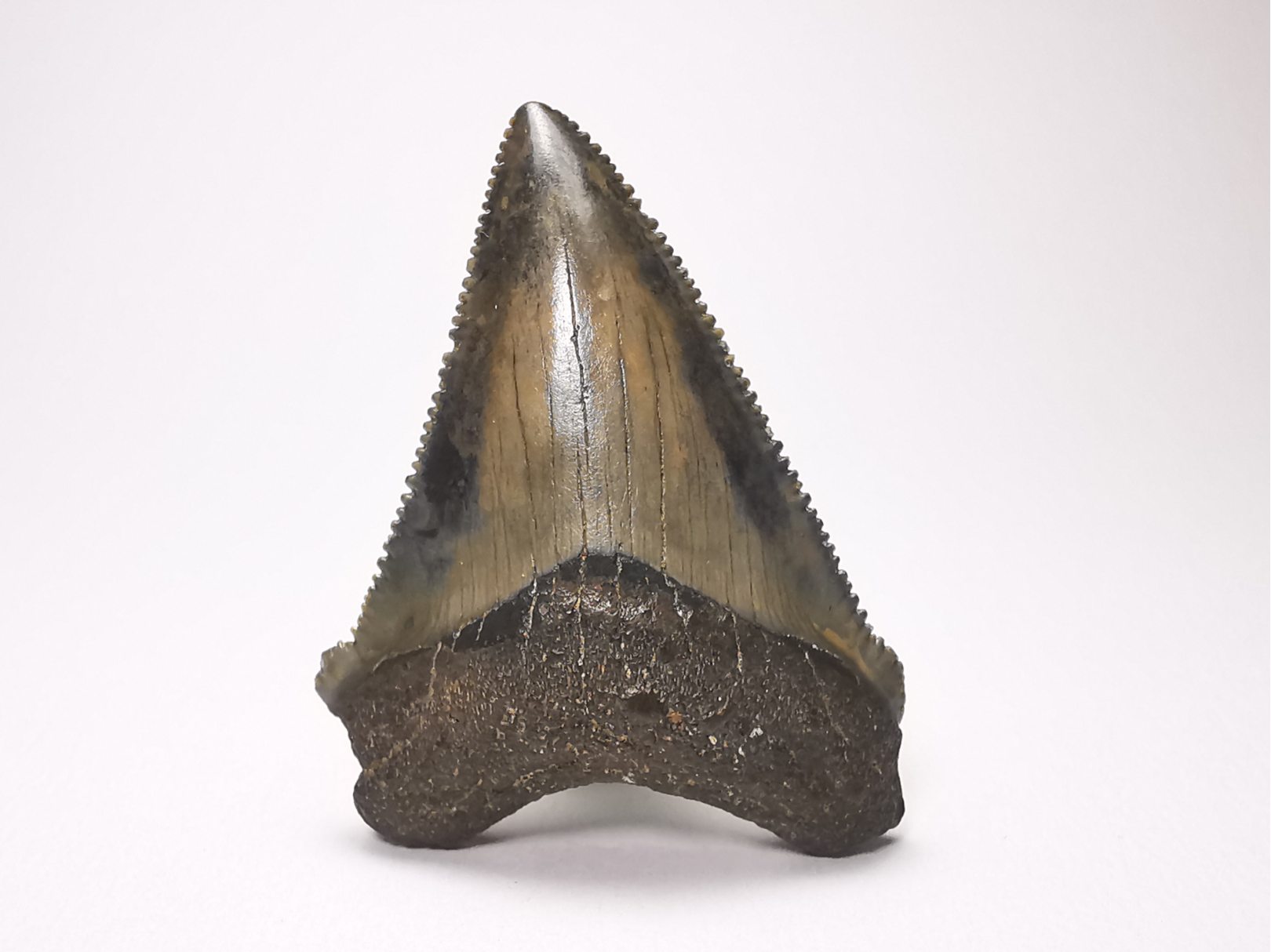 Dent de requin: Carcharodon megalodon, Miocène (USA)