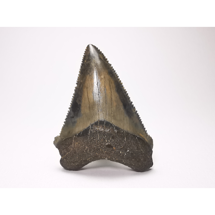 Dent de requin: Carcharodon megalodon, Miocène (USA)