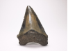 shark tooth: Carcharodon megalodon - Miocene (USA)
