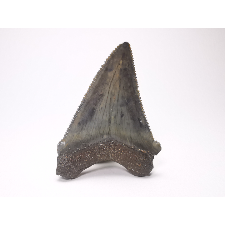 Dent de requin: Carcharodon megalodon, Miocène (USA)