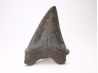 shark tooth: Carcharodon megalodon - Miocene (USA)