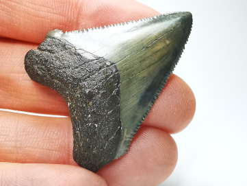 Dent de requin: Carcharodon megalodon, Miocène (USA)