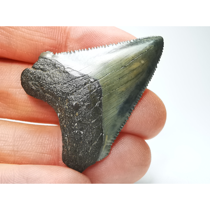 shark tooth: Carcharodon megalodon - Miocene (USA)