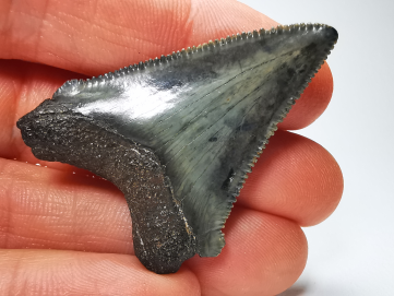 Dent de requin: Carcharodon megalodon, Miocène (USA)