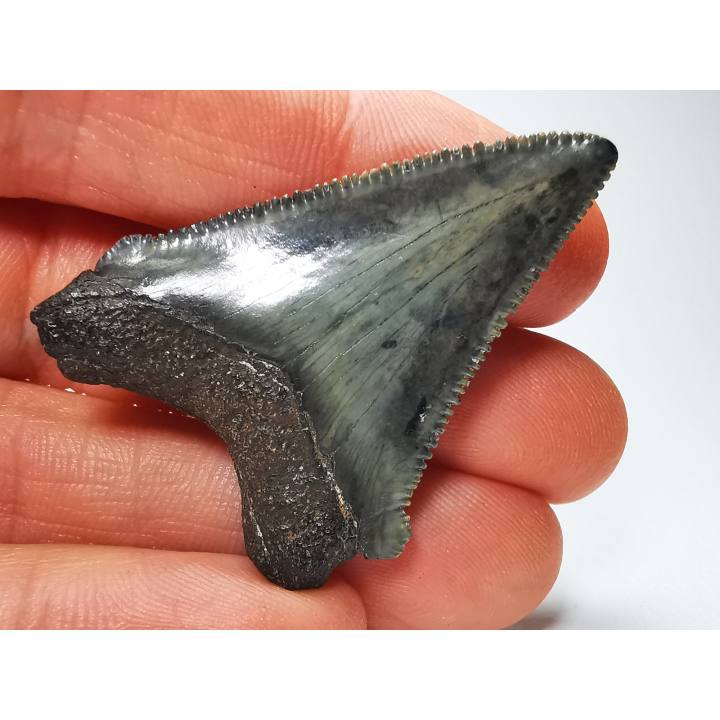 Dent de requin: Carcharodon megalodon, Miocène (USA)