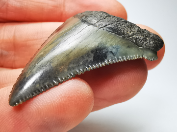 shark tooth: Carcharodon megalodon - Miocene (USA)