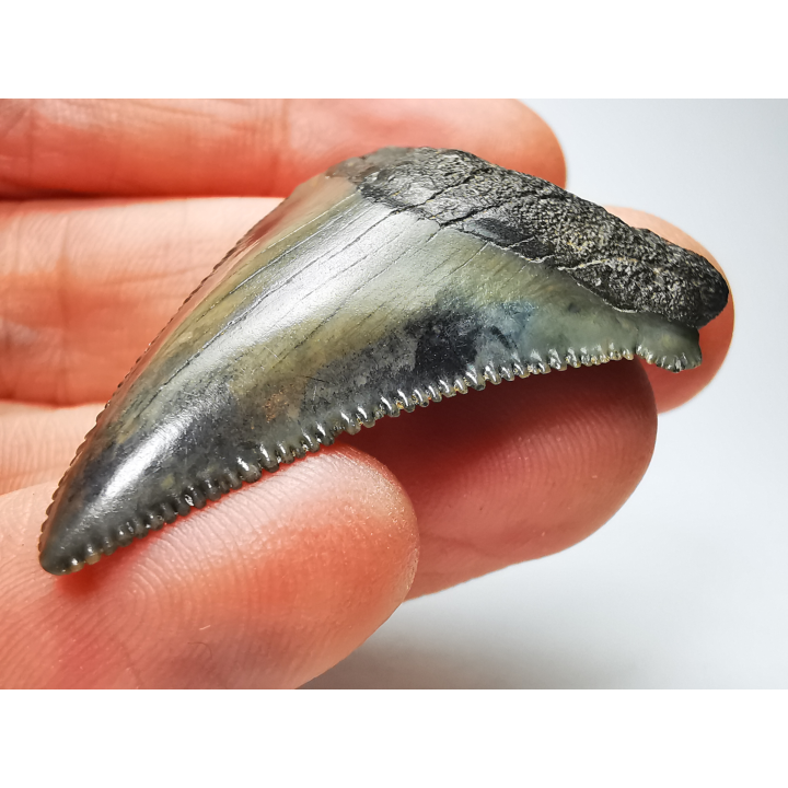Dent de requin: Carcharodon megalodon, Miocène (USA)