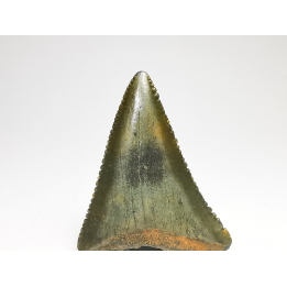 Fossil tooth of Great white shark: Carcharodon carcharias