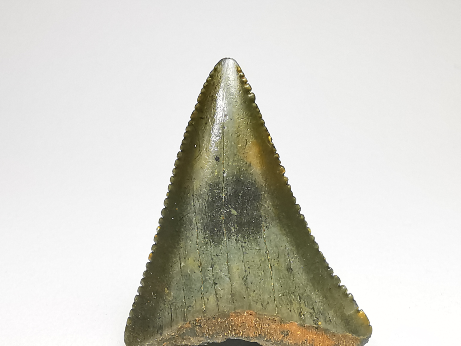 Dent fossile du GRAND REQUIN BLANC : Carcharodon carcharias