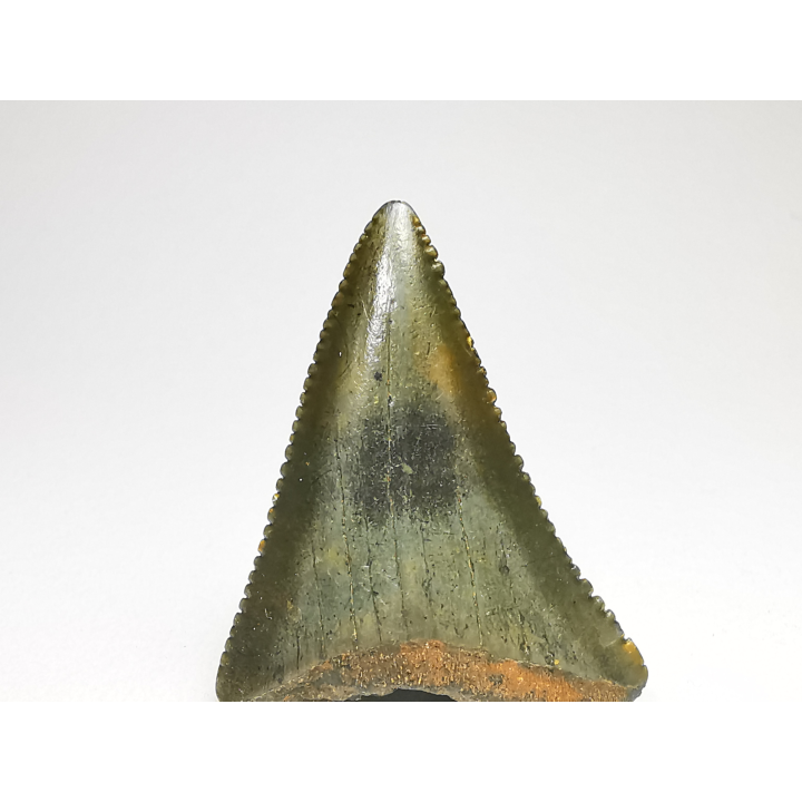 Fossil tooth of Great white shark: Carcharodon carcharias
