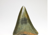 Fossil tooth of Great white shark: Carcharodon carcharias