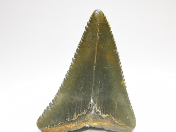 Dent fossile du GRAND REQUIN BLANC : Carcharodon carcharias