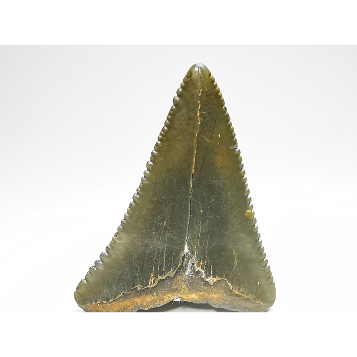 Fossil tooth of Great white shark: Carcharodon carcharias