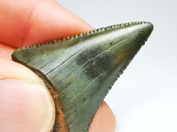 Dent fossile du GRAND REQUIN BLANC : Carcharodon carcharias