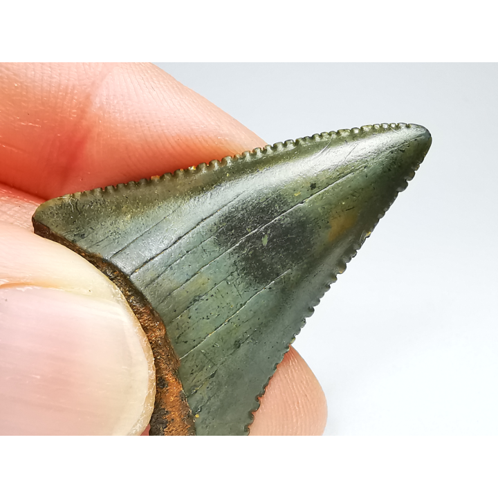 Dent fossile du GRAND REQUIN BLANC : Carcharodon carcharias