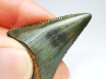 Fossil tooth of Great white shark: Carcharodon carcharias
