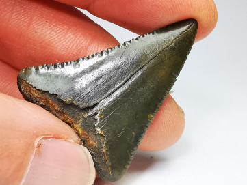 Fossil tooth of Great white shark: Carcharodon carcharias