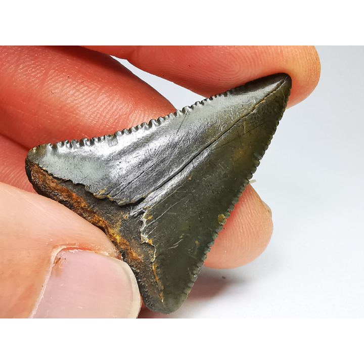 Fossil tooth of Great white shark: Carcharodon carcharias