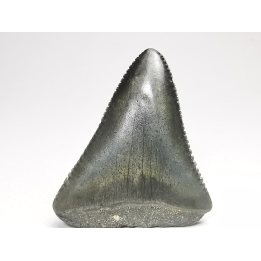 Fossil tooth of Great white shark: Carcharodon carcharias