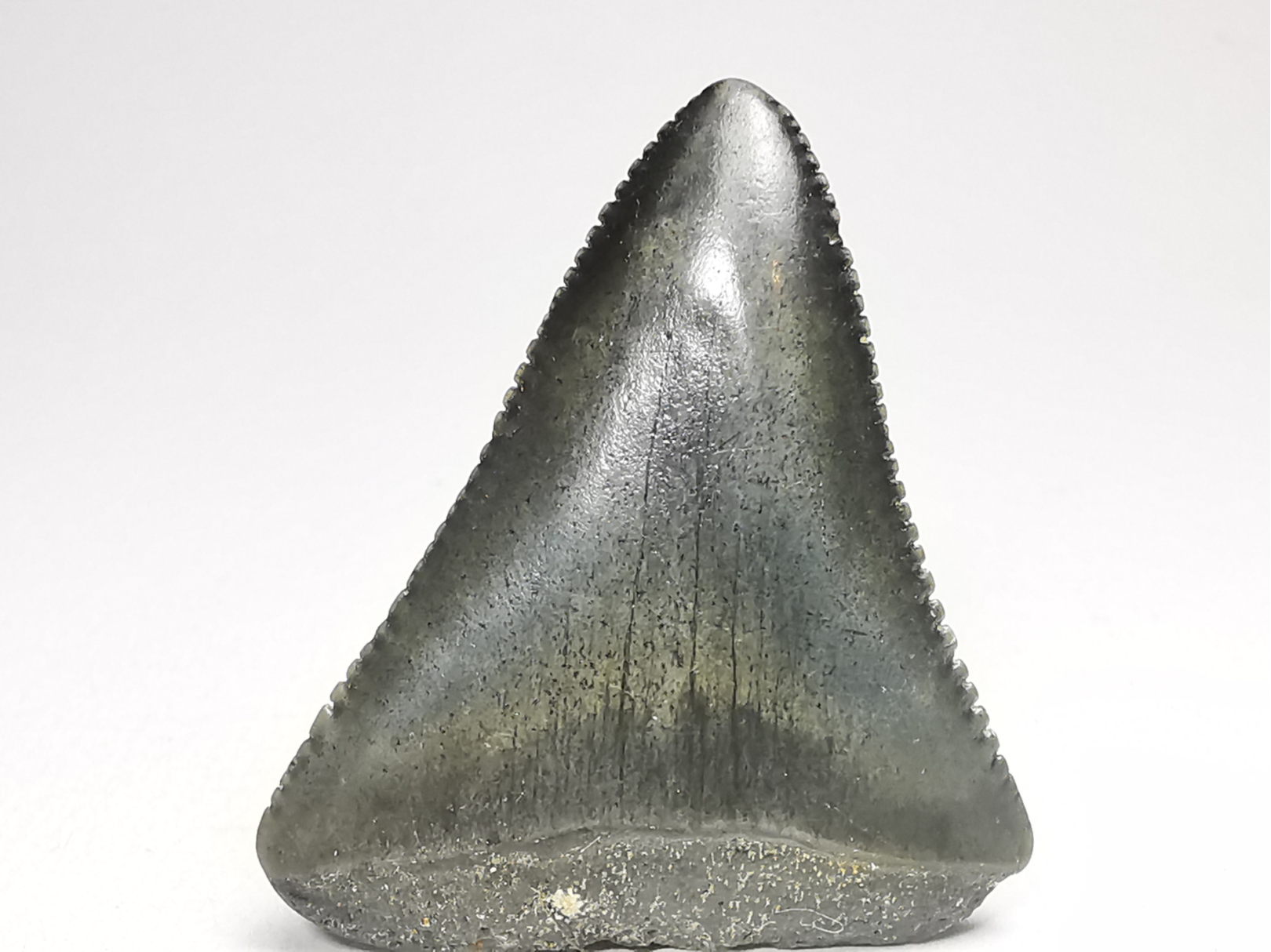 Dent fossile du GRAND REQUIN BLANC : Carcharodon carcharias