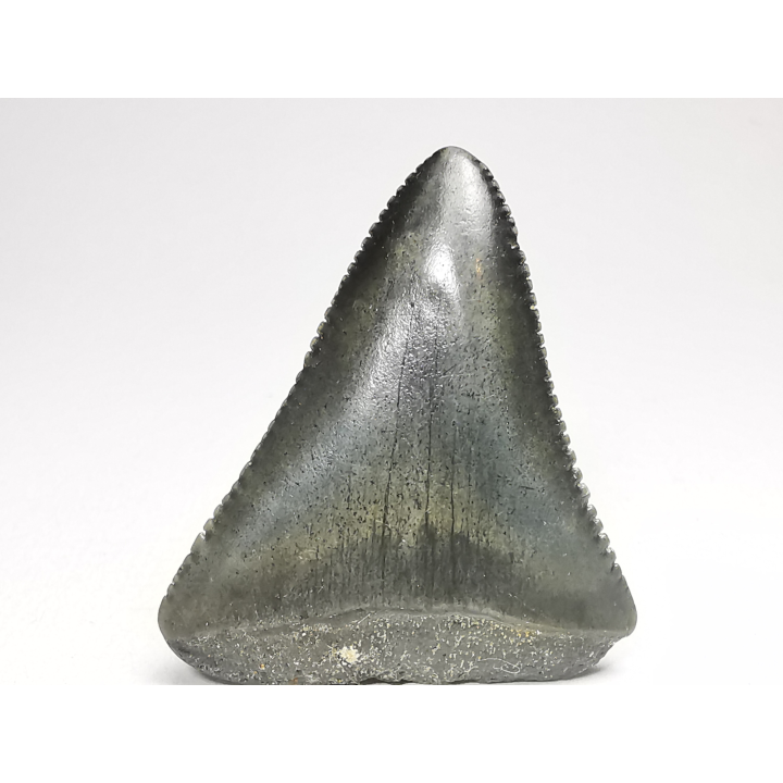 Fossil tooth of Great white shark: Carcharodon carcharias