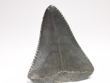 Fossil tooth of Great white shark: Carcharodon carcharias