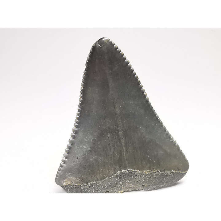 Fossil tooth of Great white shark: Carcharodon carcharias