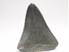 Fossil tooth of Great white shark: Carcharodon carcharias