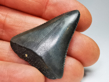 Dent fossile du GRAND REQUIN BLANC : Carcharodon carcharias