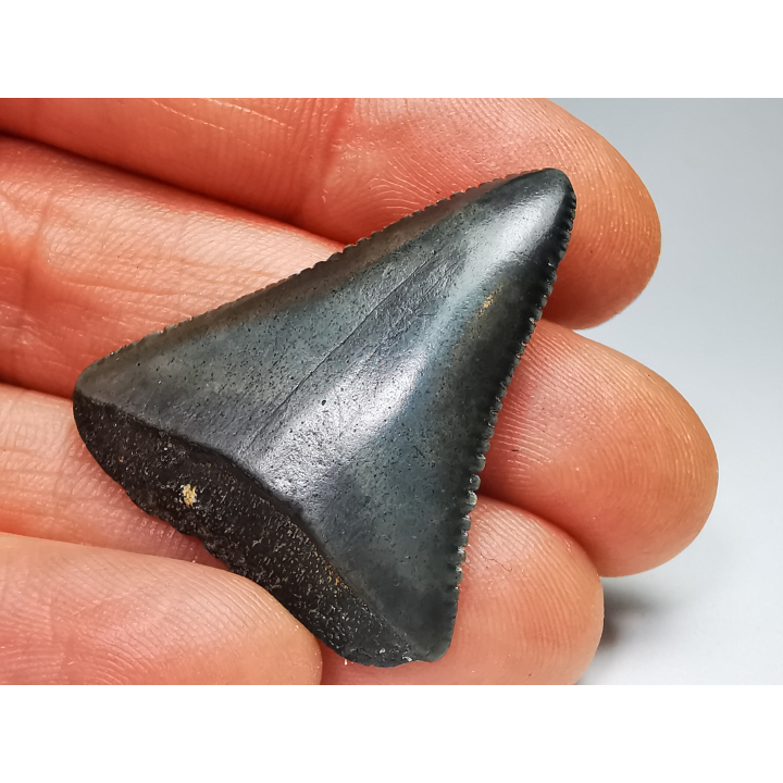 Fossil tooth of Great white shark: Carcharodon carcharias