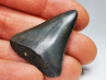 Fossil tooth of Great white shark: Carcharodon carcharias