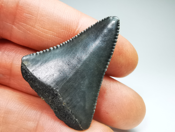 Fossil tooth of Great white shark: Carcharodon carcharias