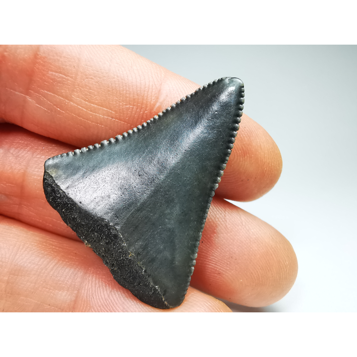 Fossil tooth of Great white shark: Carcharodon carcharias