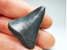 Fossil tooth of Great white shark: Carcharodon carcharias
