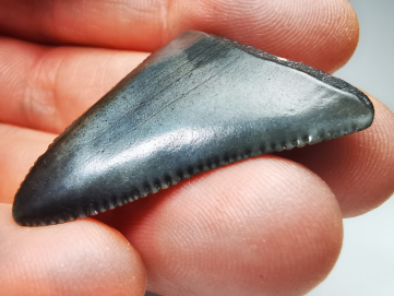 Fossil tooth of Great white shark: Carcharodon carcharias