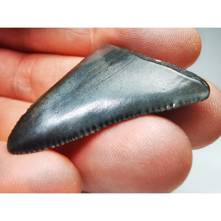 Dent fossile du GRAND REQUIN BLANC : Carcharodon carcharias