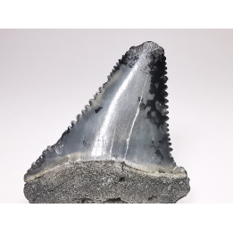 Fossil tooth of Great white shark: Carcharodon carcharias