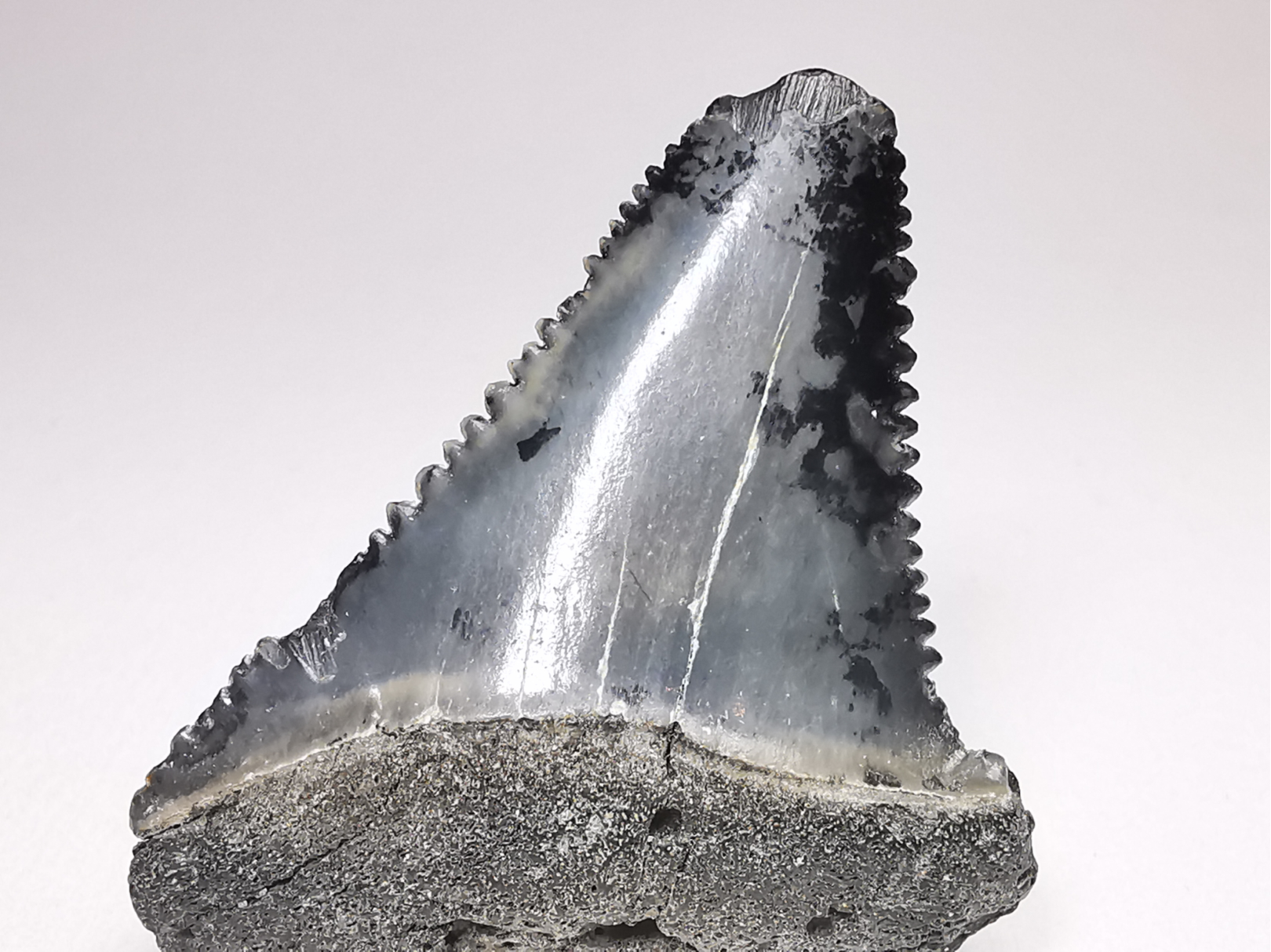 Dent fossile du GRAND REQUIN BLANC : Carcharodon carcharias