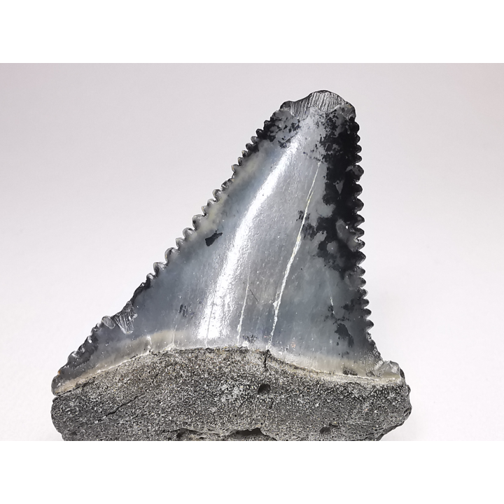 Dent fossile du GRAND REQUIN BLANC : Carcharodon carcharias