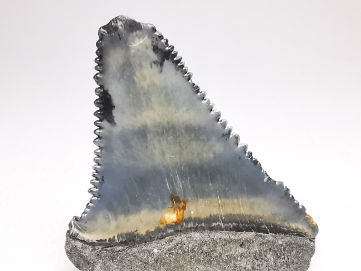 Fossil tooth of Great white shark: Carcharodon carcharias