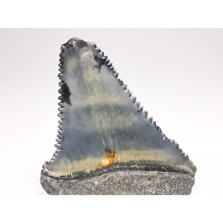 Dent fossile du GRAND REQUIN BLANC : Carcharodon carcharias
